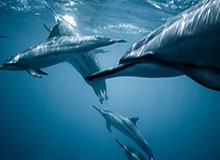 星空体育下载-BBC曝越南站从2021年F1赛历中删除 中国站4月举行